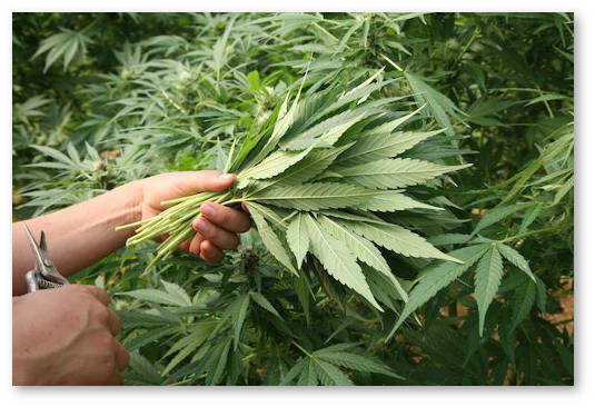 nuzhno-li-obryvat-bolshie-listya