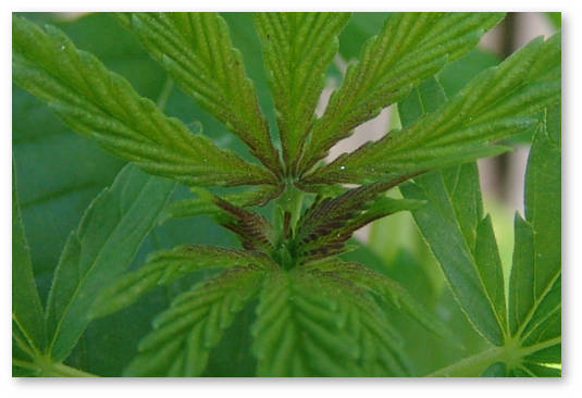 pokrasnenie-stebelkov-deficit-fosfora