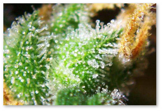 ultrafiolet-dlya-povysheniya-tgk