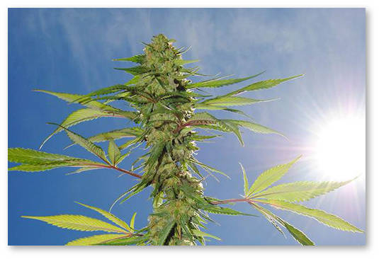 ultrafioletovoe-izluchenie-i-psihoaktivnost-konopli