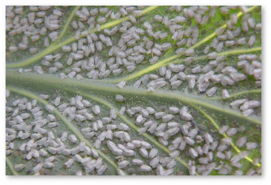 belokrylka-i-konoplya