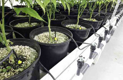 bespochvennye-smesi-2