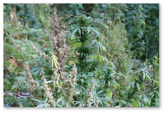 kak-opredelit-pol-marihuany