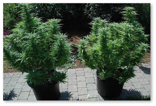 kak-vyrastit-konoplyu-dlya-sebya