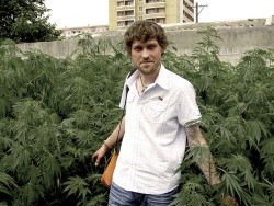 konoplya-v-severnoj-koree-3