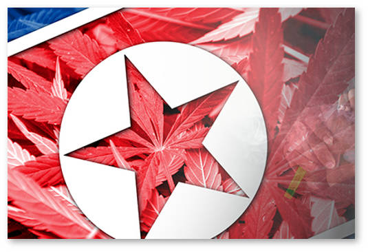 konoplya-v-severnoj-koree