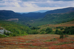 marihuana-v-severnoj-koree