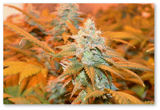 medicinskaya-marihuana-v-kalifornii