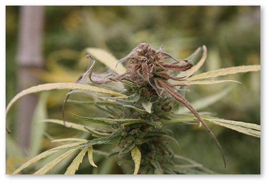 naturalnye-pesticidy-dlya-konopli