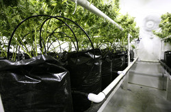 novichkam-o-gidroponike-3