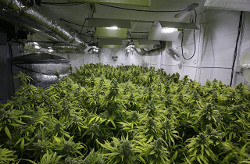 novichkam-o-gidroponike-4