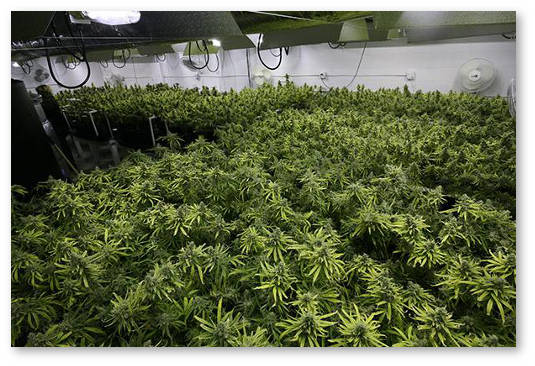 novichkam-o-gidroponike