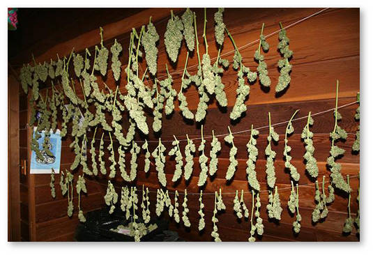 prolechka-i-psihoaktivnost