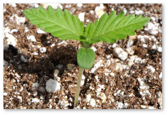 prorashchivanie-semyan-v-otkrytom-grunte