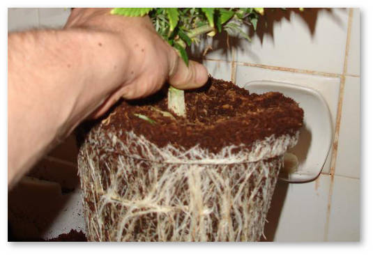 prorashchivanie-v-bolshih-gorshkah