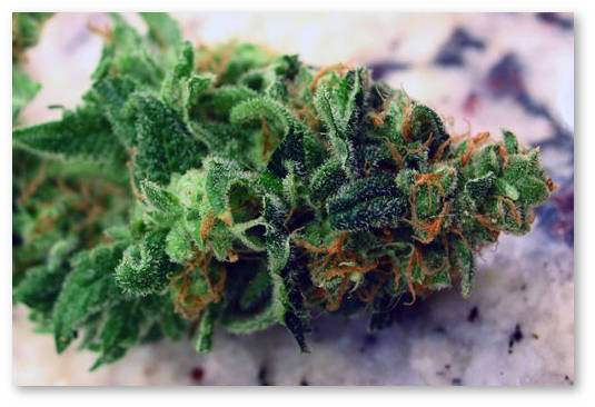 sativa-i-indika-geneticheskie-razlichiya