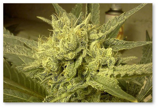 sorta-s-vysokim-tgkv