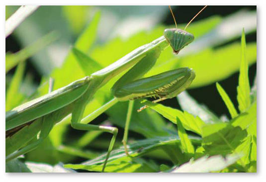 terpeny-v-marihuane-1