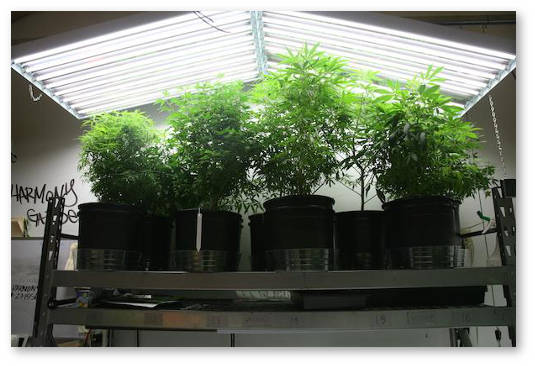 uhudshaetsya-genetika-materinskogo-rasteniya