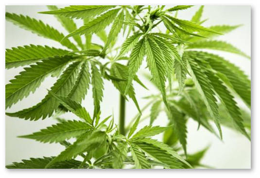 upotreblenie-marihuany-podrostkami