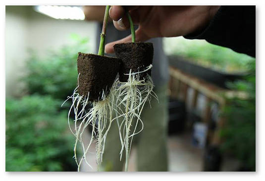 veganskie-udobreniya