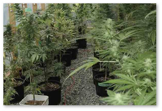 vrediteli-konopli-gusenicy