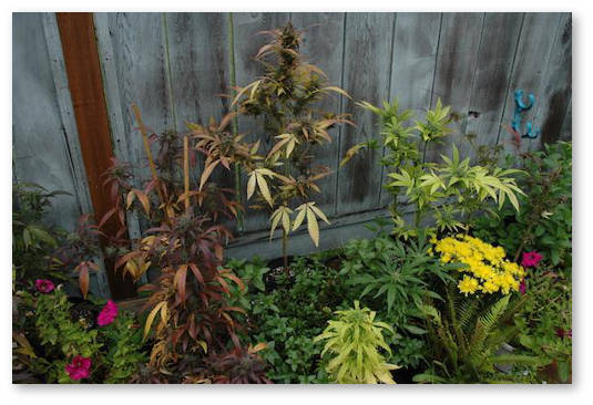 zhelteyut-listya-pri-prolive