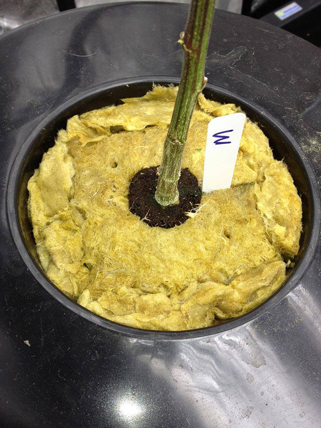 gidroponika-svoimi-rukami-15