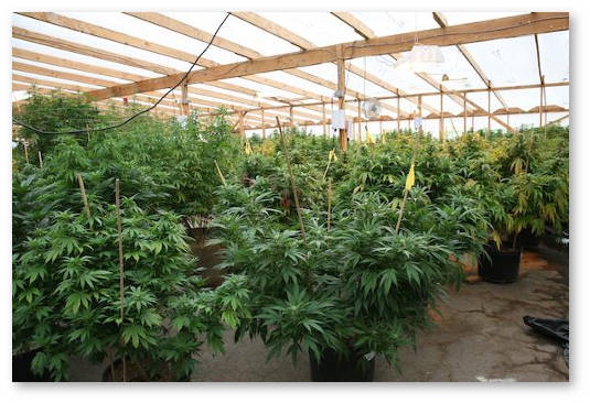 kak-sdelat-podporki-dlya-konopli