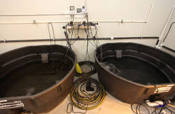 kak-udobryat-konoplyu-2