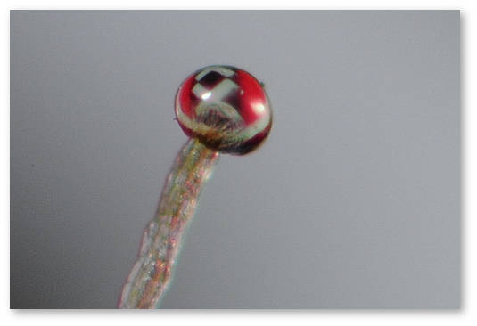 marihuana-silnee-chem-ranshe