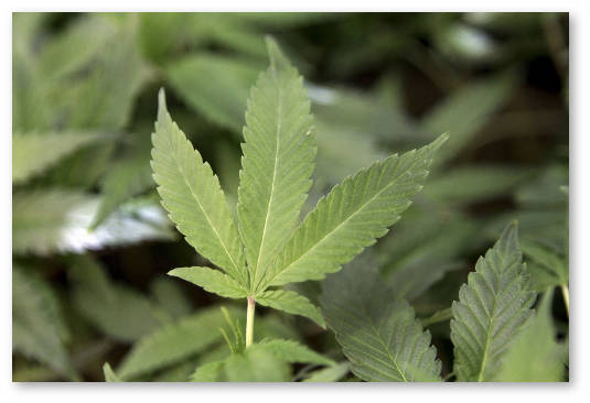 medicinskaya-marihuana-v-kalifornii