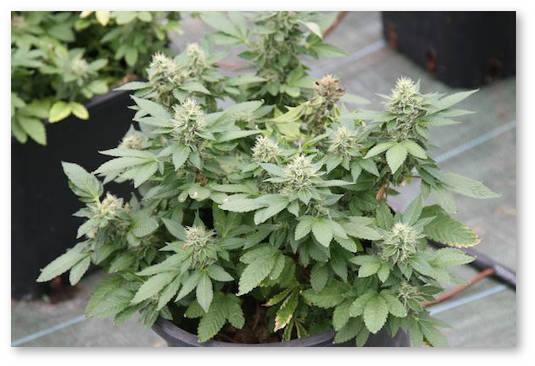 prishchipyvat-li-avtocvety