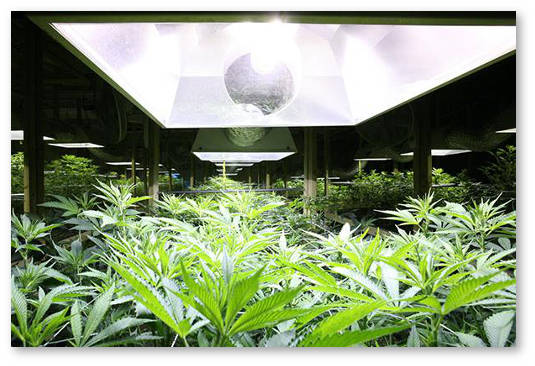 svetovoj-cikl-na-vege-i-cvete