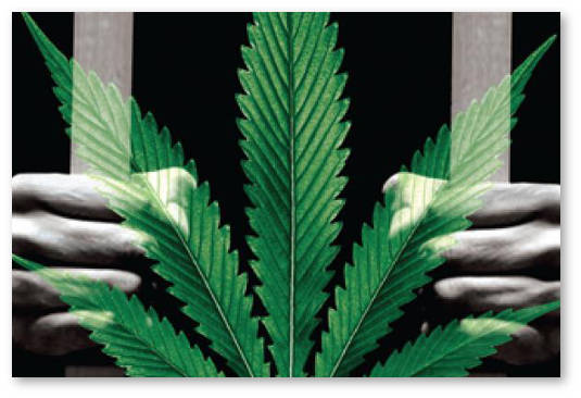 ugolovnoe-presledovanie-za-marihuanu-ssha