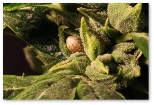 vyrashchivanie-konopli-na-semena