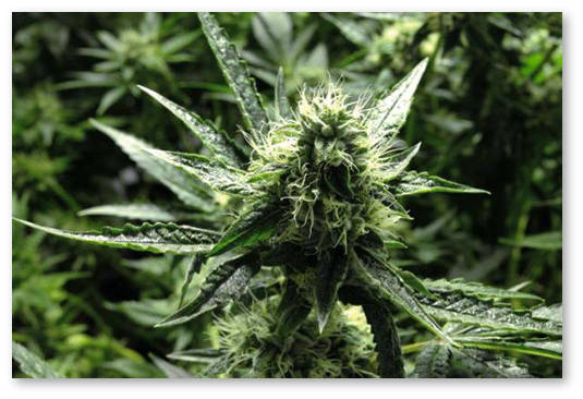 vyrashchivanie-konopli-s-chego-nachat