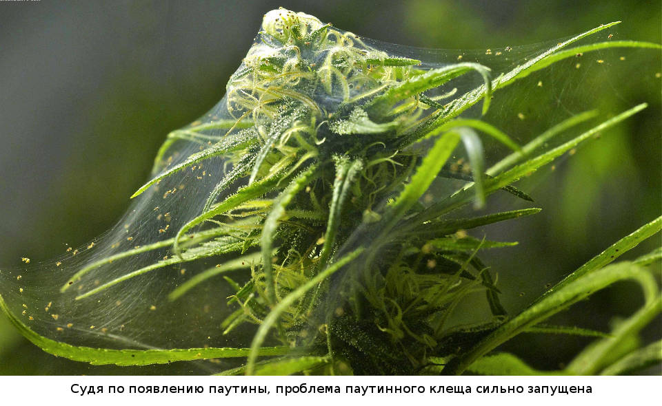 Судя по появлению паутины, проблема паутинного клеща сильно запущена