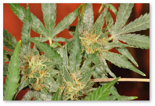 belyj-nalet-na-listyah