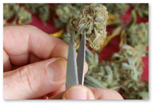 kak-manikyurit-shishki