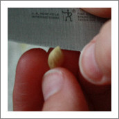 kak-prorastit-starye-semena-marihuany-2