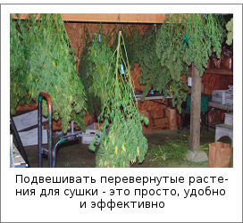 Подвешивать перевернутые растения для сушки - это просто, удобно и эффективно