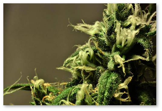 kak-vyrastit-sativu-doma-1