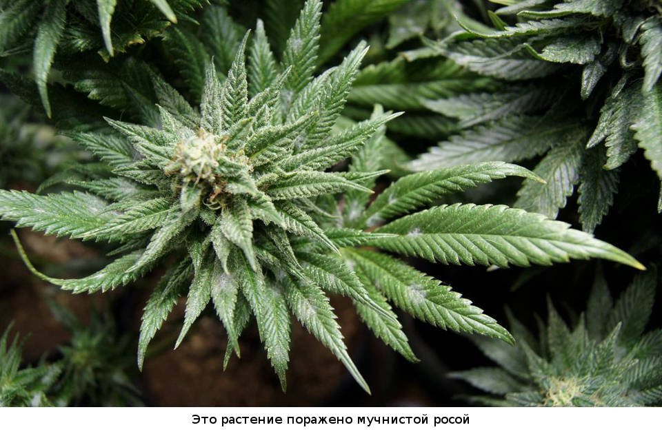 Это растение поражено мучнистой росой