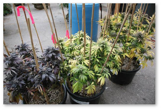 konoplya-ne-zacvetaet-chto-delat