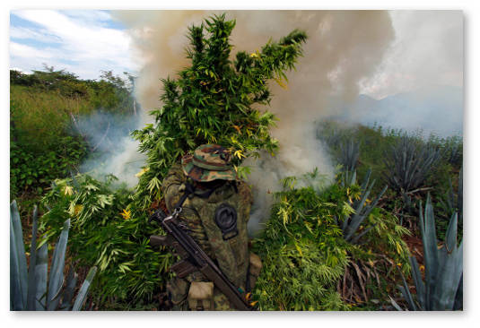 legalizaciya-marihuany-v-meksike