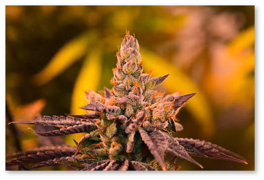 listya-zheltye-zhilki-zelenye