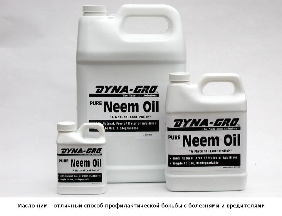 Масло ним - отличный способ профилактической борьбы с болезнями и вредителями