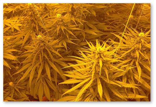 novichkam-o-vyrashchivanii-konopli-1