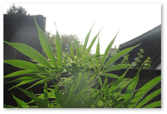 novichkam-ob-otkrytom-grunte